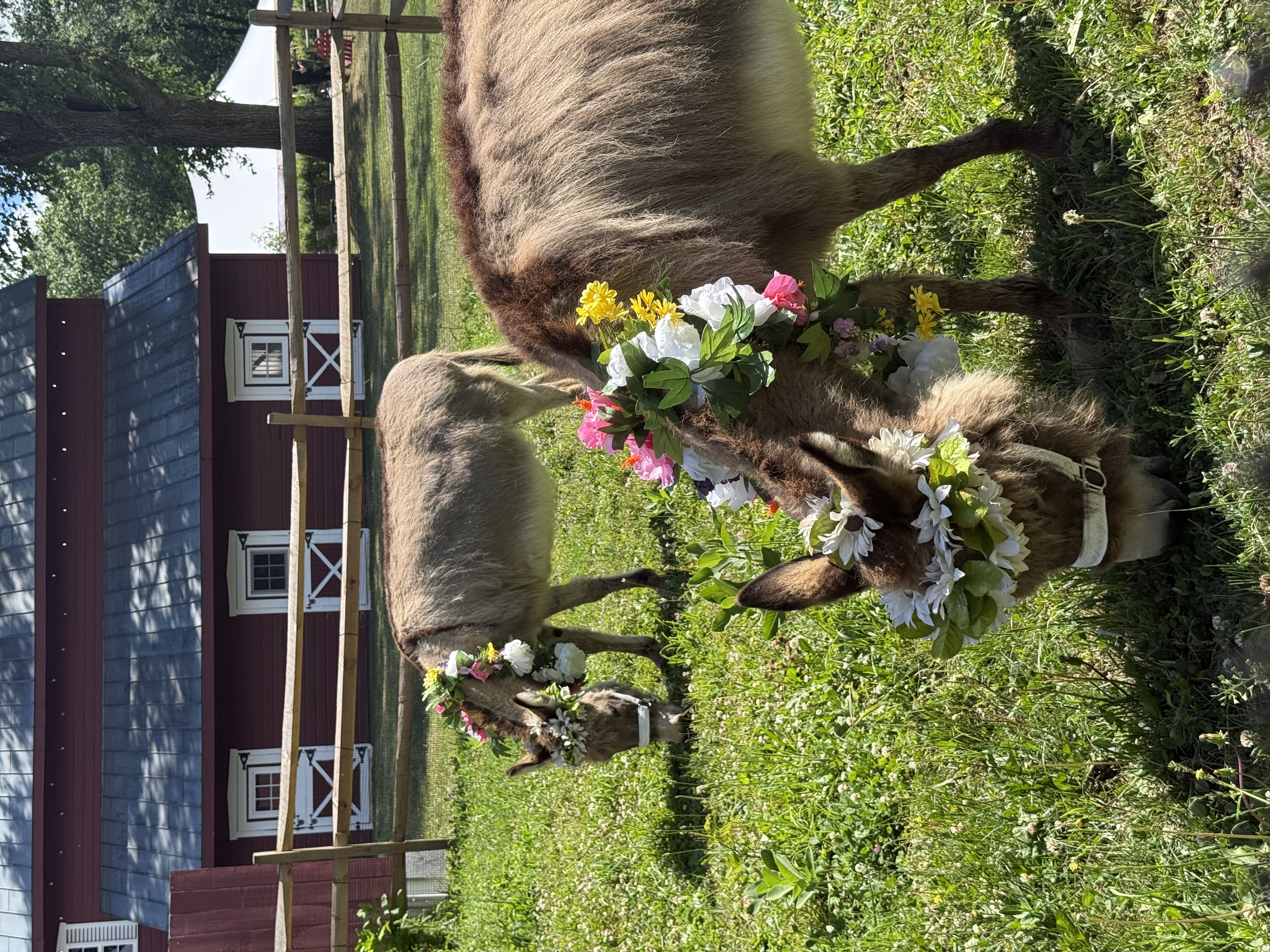 Two donkeys wearing floral garlands grazing in a pasture outside a red barn